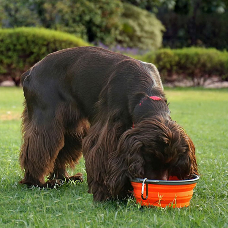 Collapsible Dog Bowl – Bild 4